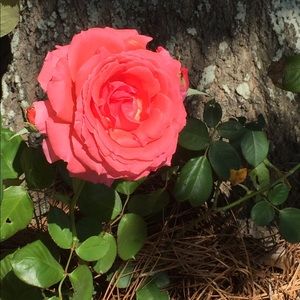 Meet your Posher, Lilly